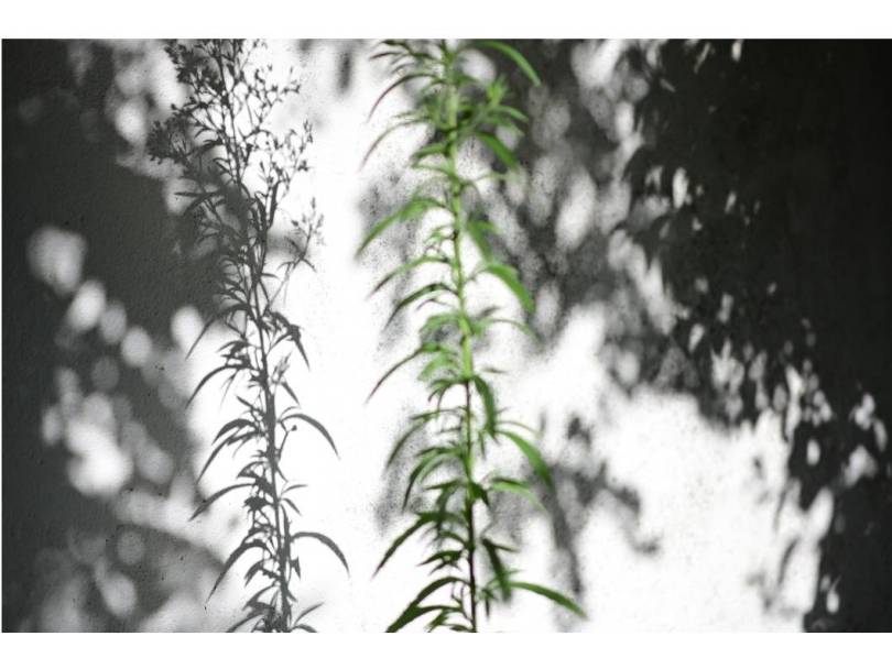  L'Ombre ne vit qu'� la Lumi�re 